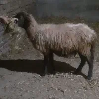 بره گوسفندشیشک|حیوانات مزرعه|مینودشت, |دیوار