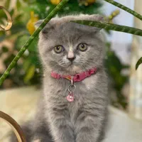 پیشی زیبا پرشین
