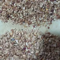 فروش لوبیا چیتی، قرمز، کپه، خرد و آشی|خوردنی و آشامیدنی|شیراز, میانرود|دیوار