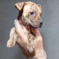 سگ نگهبان وگارد