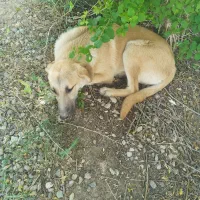 سگ نگهبان(واگذاری)