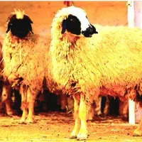 گوسفند صدرصد ارگانیک در مکان تمیز و تخفیف ۲۰ درصدی