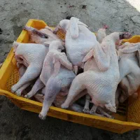 خروس کشته شده