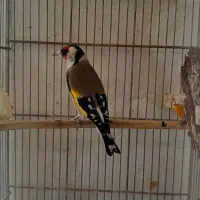 سهره نر|پرنده|همدان, |دیوار