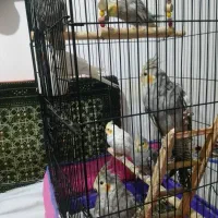 عروس هلندی مولد