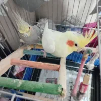 انواع پرنده با قیمت بسیار مناسب