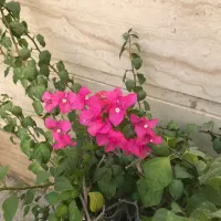 درختچه گل طبیعی کاغذی|گل و گیاه طبیعی|تهران, ستارخان|دیوار