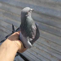 کفتر سبز اصفهانی