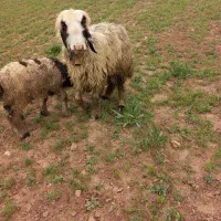 میش بره ترکی