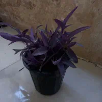 گل طبیعی برگ بیدی بنفش