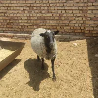 فروش قوچ رومانف اصلی