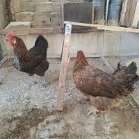 مرغ خروس