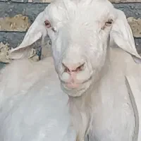 بز سانن ماده اصیل