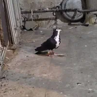 کبوتر دمگیر|پرنده|اصفهان, طاحونه|دیوار