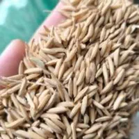 بذر شالی هاشمی