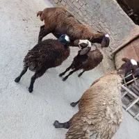 میش برع