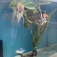 ماهی انجل کوی سایز بزرگ|ماهی|اصفهان, سعادت‌آباد|دیوار