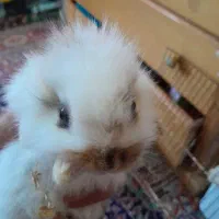 زیباترین نژاد بچه خرگوش نژاد ترکیبی لاین هد و لوپ