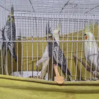 عروس هلندی ۵ عدد