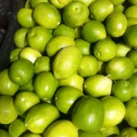 لیمو ترش جهرم درجه یک عمده