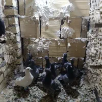 کفتر سبز پولکی