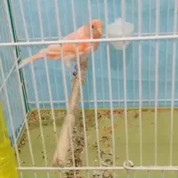 قناری|پرنده|زرند, |دیوار