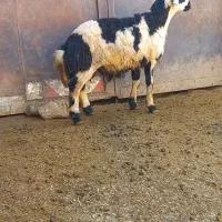 بره نروماده