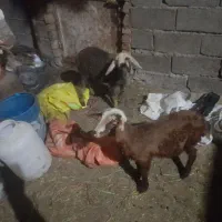 ۲راس بره یکی نر یکی ماده‌