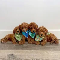 توله پودل / توی / زیر قیمت