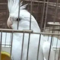 معاوضه عروس هلندی آلبینو با قهوه ساز