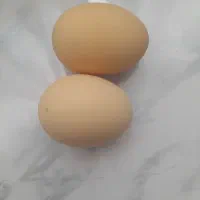 تخم مرغ محلی