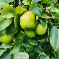 گلابی تازه