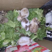 واگذاری و فروش خرگوش وبچه خرگوش|موش و خرگوش|اصفهان, کارلادان|دیوار