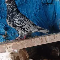کبوتر کفتر پرنده کوهی دم سفید ارتشی نر