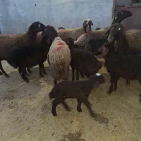 ۶میش مهربانی افشاری جفتی ۵۳ میلیون