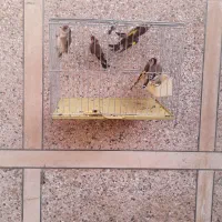 تعداد ۶ عدد سهره ۳ماه قفس دونه ای۷۰۰تومن