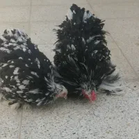 مرغ و خروس کوشین بلک متلد