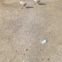 دوعدد غاز نر وماده