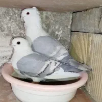 کبوتر ساتن