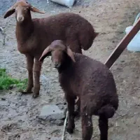 2راس بره چینی شیر مست