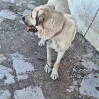 ماده پژدر