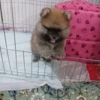 پامرین نژاداصلی عروسکی ۲ساله|سگ|بومهن, |دیوار