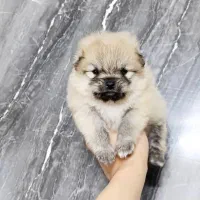 سگ پامرانین|سگ|مشهد, سعد آباد|دیوار