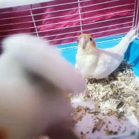 عروس هلندی لوتینو|پرنده|محمودآباد, |دیوار