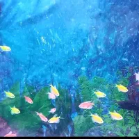 یک عدد اکواریم بزرگ