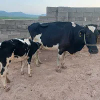 گاو و گوساله سیمنتال