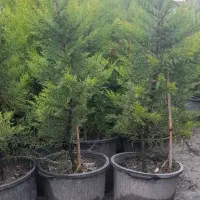 فروش نهال کاج