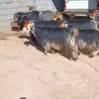 فروش۱۳ راس بز تخمی درجه یک داشتی