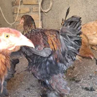 خروس برهمایی|حیوانات مزرعه|مشهد, کوشش|دیوار