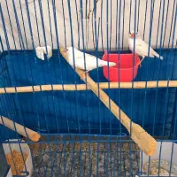 فنج های مولد جف باقفسو بدون قفس بشرط جوجه|پرنده|قم, شاه ابراهیم|دیوار